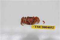 藏品(角額仿相手蟹)的圖片